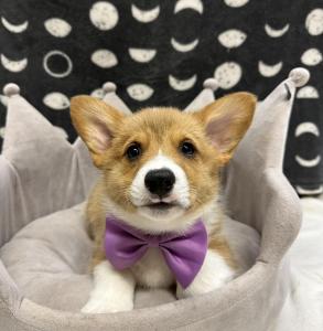 Male Pembroke Welsh Corgi Born: 8/20/24 $2199.99 USDA# 47-B-0126