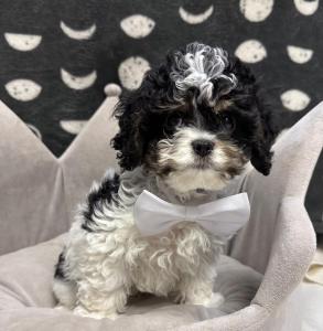 Male Cavapoo (Cavalier x Poodle)  Born: 8/23/24  $2199.99  USDA#47-B-0126