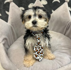 Male Morkie (Maltese x Yorkie) Born: 1/6/25 SALE! Originally: $1899.99 Now: $1599.99! USDA# 47-B-0126