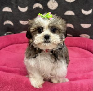 Female Malshi (Maltese x Shih Tzu) Born: 1/15/25 SALE! Originally: $1899.99 Now: $1699.99! USDA# 47-B-0126