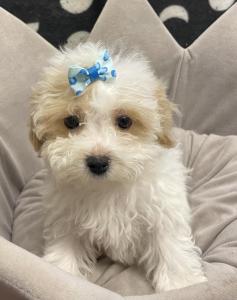 Female Mini Poodle/Bichon Born: 10/3/23 $1799.99 USDA#- 47-B-0126