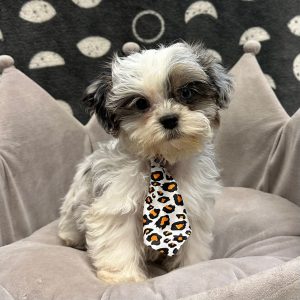 Male Malshipoo (Maltese/Shih Tzu x Poodle) Born: 12/31/24 SALE! Originally: $1799.99 Now: $1599.99! USDA# 48-A-0366