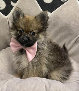 Male Pomeranian Born: 10/23/23 $2199.99 USDA#- 47-B-0126