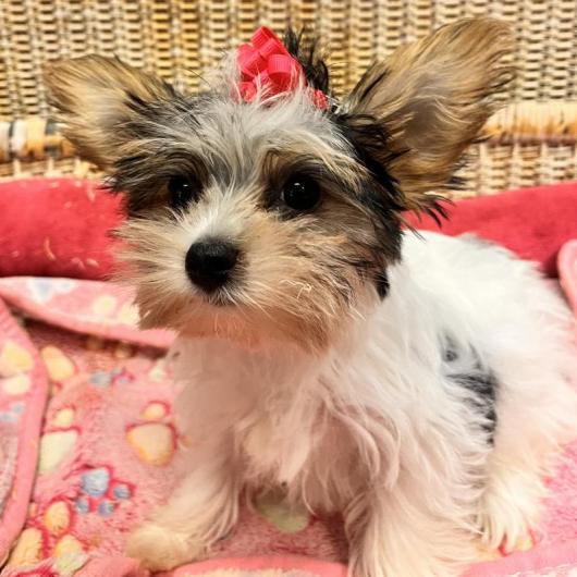 Female Yorkshire Terrier Born: 6/3/2024 SALE! $3099.99- $500  $2599.99USDA#-85-A0077