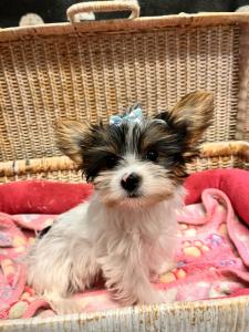 Female Yorkshire Terrier Born: 6/3/2024 SALE! $3199.99-500  $2699.99 USDA#-85-A0077