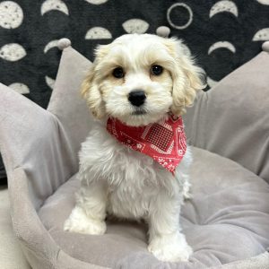 Male Cockachon (Cocker Spaniel x Bichon) Born: 1/20/25 SALE! Originally: $1599.99 Now: $1399.99! USDA# 47-B-0126