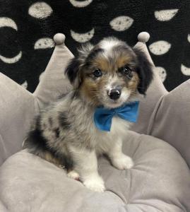 Male Mini Australian Shepherd Born: 8/3/24 $ 2199.99USDA# 47-B-0126