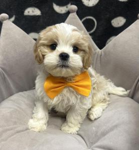 Male Cavatese (Cavalier x Maltese)Born 7/30/24$1999.99USDA# 47-B-0126