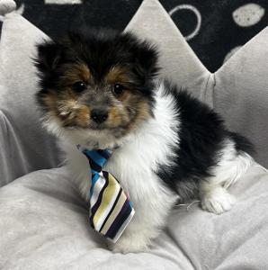 Male Yoranian (Yorkie x Pomeranian)Born 8/8/24$1699.99USDA# 47-B-0126