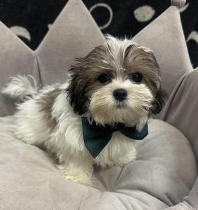 Male Shorkie (Shih Tzu x Yorkie)Born 7/6/24$1799.99USDA# 47-B-0126