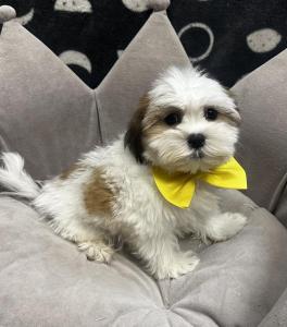 Male Malshi (Maltese x Shih Tzu)Born 7/27/24$1799.99USDA# 47-B-0126