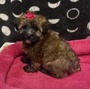 Female HavaWheat (Havanesex Soft Coated Wheaten Terrier) Born: 8/11/24$ 1899.99 USDA# 47-B-0126