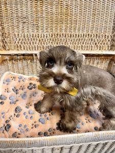 Male Mini Schnauzer Born: 6/17/2024 $1799.99 - $200  $1599.99USDA#- 47-B-0126