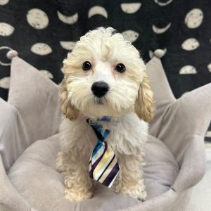 Male Mini Goldendoodle (F1BB) Born: 12/27/25 SALE! Originally: $1999.99 Now: $1599.99! USDA# 47-B-1026