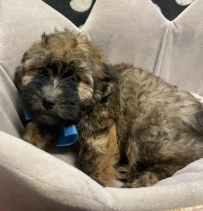 Male Whoodle (Soft Wheaten x Toy Poodle) Born: 12/10/23 $1799.99 USDA#- 47-B-0126