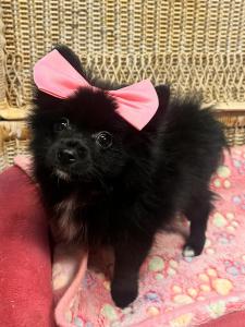 Female Pomeranian Born: 7/2/2024 $2299.99 -$200 $2099.99!USDA#- 47-B-0126