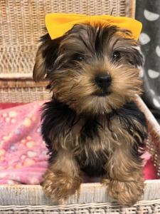 Female Yorkie Born: 6/10/2024 $3199.99- $200 $2999.99USDA#- 47-B-0126