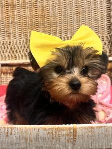 Female Yorkie Born: 6/25/2024 SALE! $3199.99- $200 $2999.99USDA#- 47-B-0126