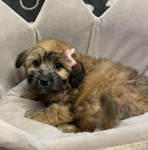 Female Whoodle (Soft Wheaten Terrier x Toy Poodle) Born: 12/10/23 $1799.99 USDA#- 47-B-0126