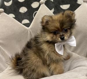 Male Pomeranian Born: 12/5/23 $2299.99 USDA#- 47-B-0126