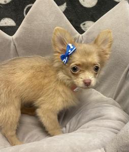 Female Chihuahua/Pomeranian Born: 11/14/23 $1899.99 USDA#- 47-B-0126 
