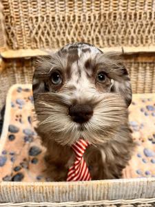 Male Schnauzer Born: 6/16/2024 $1999.99USDA#- 47-B-0126