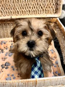 Male Havashire (Havanese x Yorkie) Born: 6/12/2024 $1699.99 USDA#- 47-B-0126