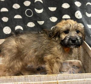 Male Whoodle (Soft Wheaten x Toy Poodle) Born: 12/10/23 $1799.99 USDA#- 47-B-0126 
