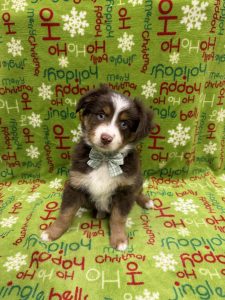 Male Miniature Australian Shepherd        Born 09/25/25  $1899.99  USDA#48-A-2065