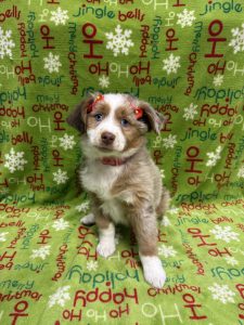 Female Miniature Australian Shepherd      Born 09/25/25  $1999.99  USDA#48-A-2065