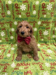 Male Miniature Goldendoodle       Born 09/19/25  $1699.99  USDA#46-A-0270