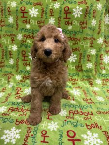 Female Miniature Goldendoodle       Born 09/19/25  $1699.99  USDA#46-A-0270