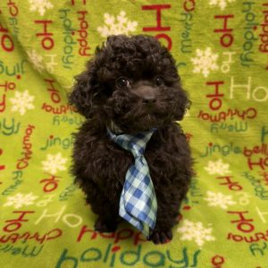 Male Poodle (Toy)  Born 10/3/25  $2099.99  USDA#47-B-0126