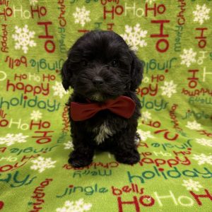 Male Yorkiepoo   Born 10/3/25  $1899.99  USDA#47-B-0126