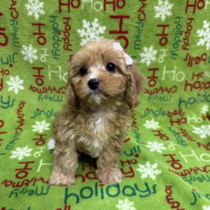Female Cavapoo  Born 9/29/25  $2099.99  USDA#47-B-0126