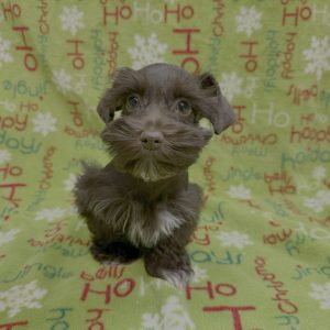 Female Mini Schnauzer   Born 9/15/25  $1999.99  USDA#47-B-0126