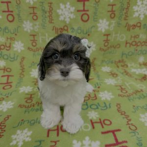 Female Poodle x Cavanese (Cavalier x Havanese)  Born 10/5/25  $1899.99  USDA#47-B-0126