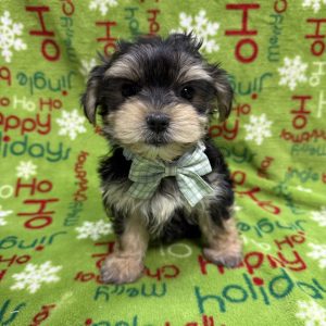 Male Morkie   Born 9/27/25  $2099.99  USDA#47-B-0126