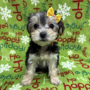 Female Morkie  Born 9/27/25  $2199.99  