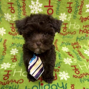 Male ,Schnoodle  Born 9/19/25  $1999.99  USDA#47-B-0126