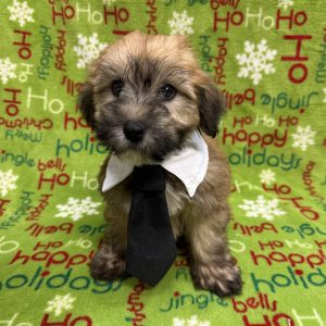 Male HavaWheat (Havanese x Soft Coated Wheaten Terrier)  Born 10/5/25  $1899.99  USDA#47-B-0126 