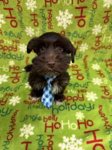 Male Mini Schnauzer   Born 9/15/25  $1999.99  USDA#47-B-0126