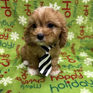 Male Cavapoo  Born 9/29/25  $2099.99  USDA#47-B-0126