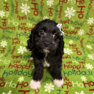Female Cavapoo  Born 9/25/25  $1699.99  USDA#47-B-0126