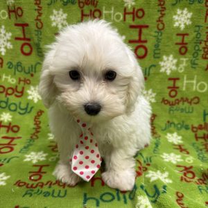 Male Maltipoo   Born 9/24/25  $1799.99  USDA#47-B-0126  
