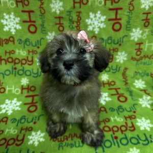 Female HavaWheat (Havanese x Soft Coated Wheaten Terrier)  Born 10/25/25  $1899.99  USDA#47-B-0126