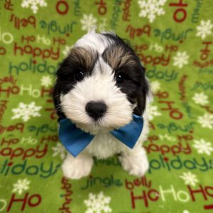 Male Poodle x Cavanese (Cavalier x Havanese)  Born 10/5/25   $1899.99  USDA#47-B-0126