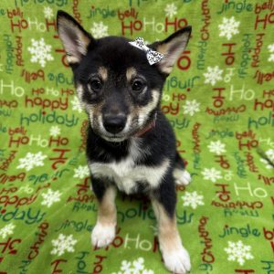 Female Shiba Inu  Born 9/25/25  1899.99  USDA#47-B-0126