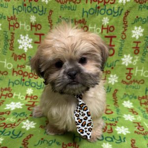 Male Shih Tzu  Born 9/2/25  $1699.99  USDA#47-B-0126