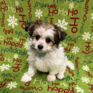 Male Pom-A-Chon  Born 9/21/25  $1699.99  USDA#47-B-0126